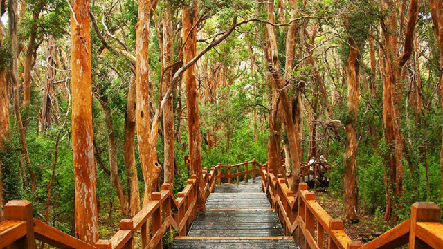 Isla Victoria y Bosque de Arrayanes